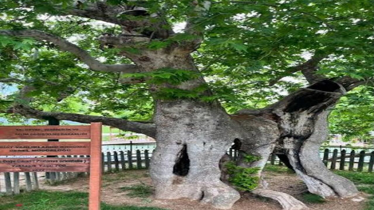 Çınar4