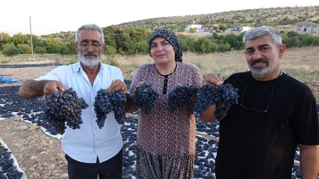 Malatya’da Altın Değerinde Üzüm! Kilosu 600 TL’den Yok Satıyor...