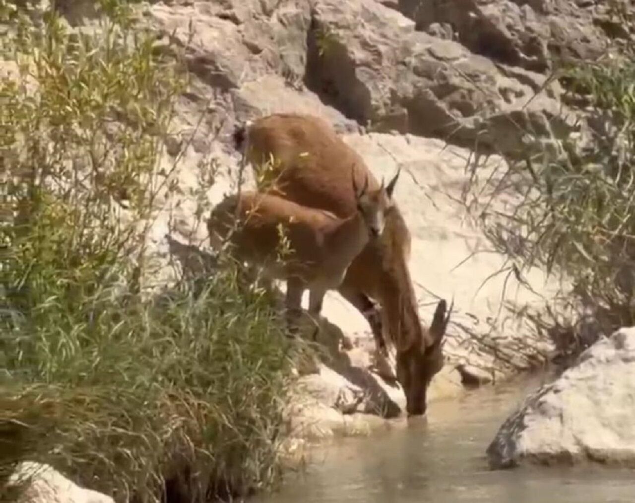 Malatya’da yaban keçileri Tohma Çayı’na indi! Sürü halinde su içerken görüntülendiler