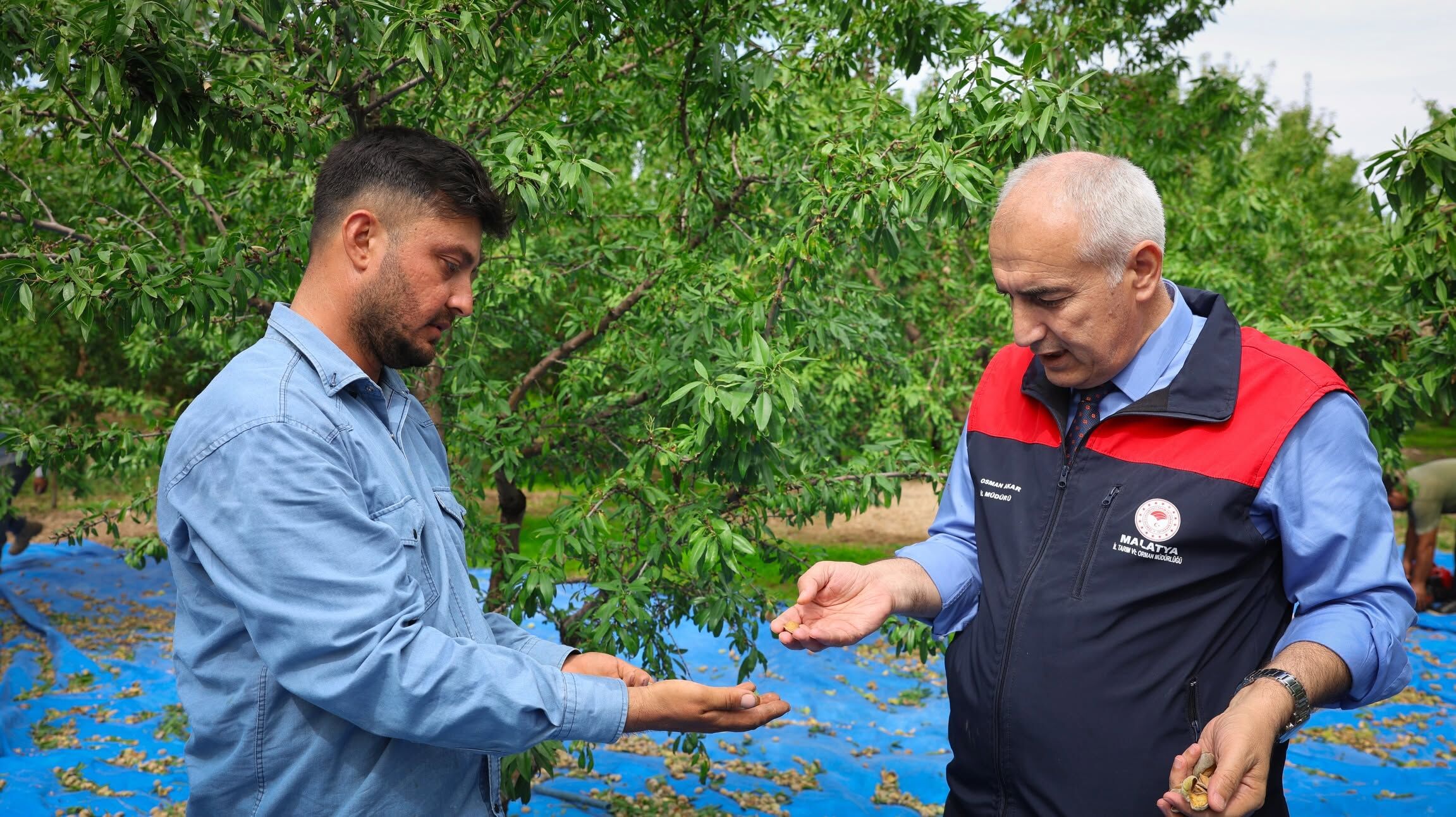 Badem Hasat