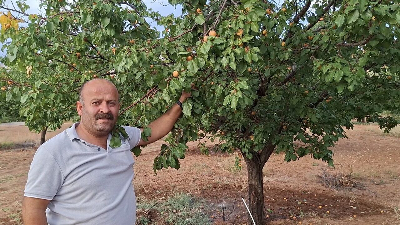 Dalından Kayısı