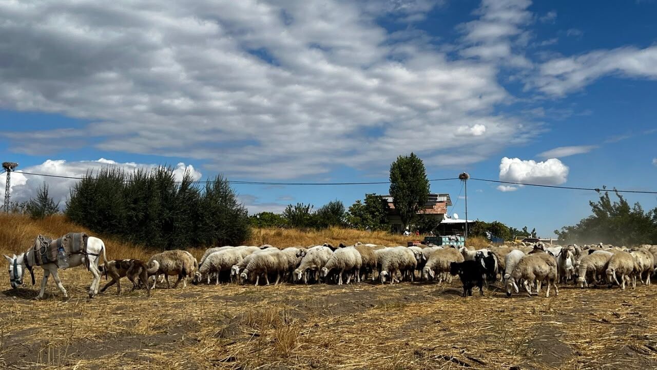 Hayvan-2